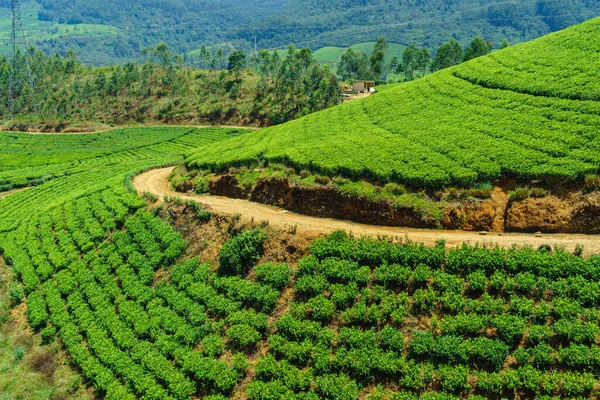 Kilátás Zöld Tea Ültetvény Nuwara Eliya — Stock Fotó