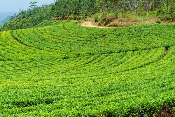 Изогнутые Чайные Кусты Холмах Шри Ланки — стоковое фото