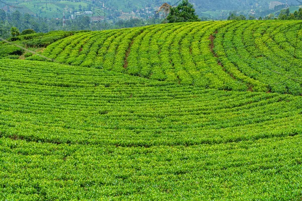 Красиво Оформленные Чайные Поля Холмах — стоковое фото