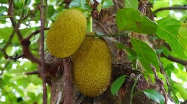 Meyveli Jackfruit..