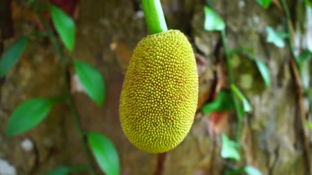 Malý Jackfruit Visí Stromě — Stock video