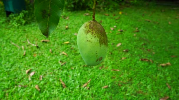 Green Mango Hanging Tree Branch Close — Stock Video