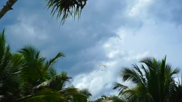 ヤシの木を背景に空高くパラグライダー — ストック動画