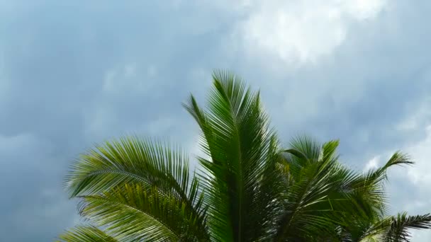 Groene Bladeren Van Een Palmboom Tegen Een Bewolkte Lucht — Stockvideo