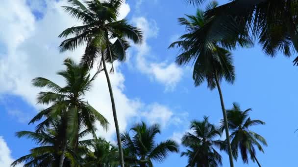Hohe Palmen Vor Blauem Himmel Mit Weißen Wolken — Stockvideo