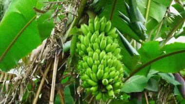 Ağaçta sallanan muzlar..