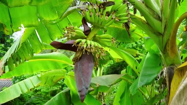 Ramo Plátano Colgando Árbol Con Flor Plátano — Vídeos de Stock