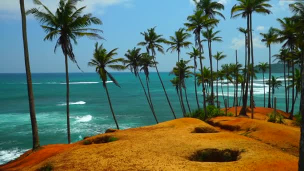 Vacker Kokosnöt Träd Kulle Sri Lanka — Stockvideo