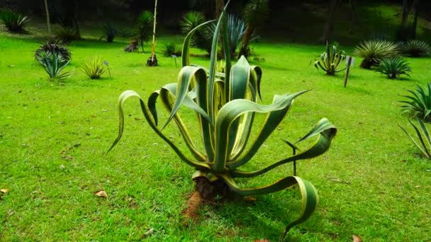 Растение Длинными Острыми Листьями Газоне — стоковое видео