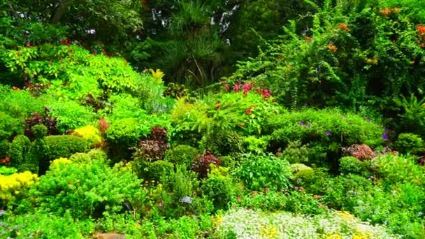 Парке Растут Красивые Растения Цветы — стоковое видео