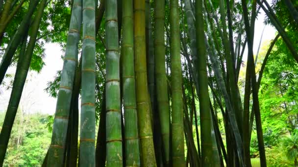 竹の幹は緑色で背が高く太い — ストック動画