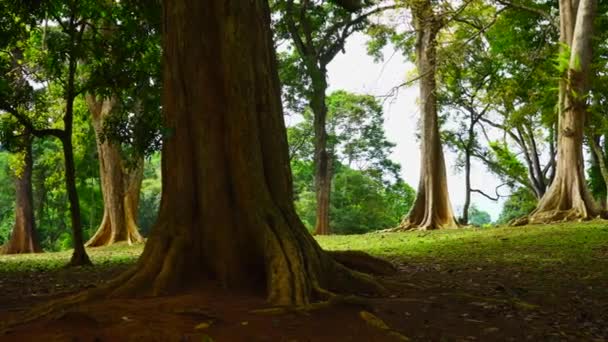 Tropische Bomen Met Dikke Stammen Het Park — Stockvideo