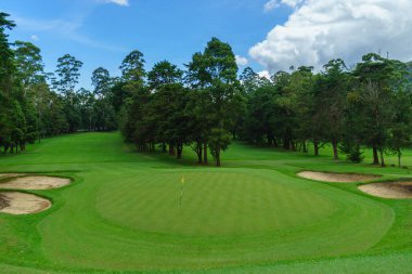 Yeşil çim ağaçları olan bir golf sahası.