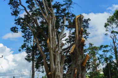 Kesilmiş dalları olan yaşlı bir ağaç.