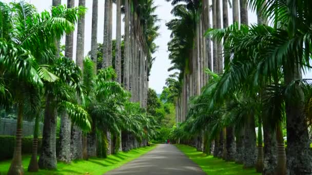 Высокие Пальмы Вдоль Тропы Парке — стоковое видео