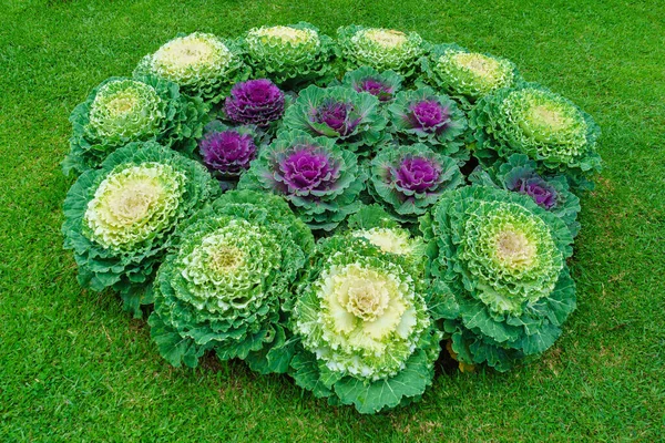 Ornamental cabbage with bright purple and green leaves in the garden.