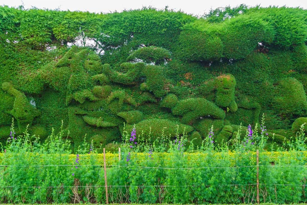 Arbustos Verdes Adornados Con Hermoso Patrón — Foto de Stock