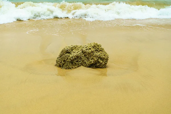 Μεγάλο Κοράλλι Στην Άμμο Στην Παραλία — Φωτογραφία Αρχείου
