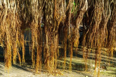 Tropikal bir ağacın kökleri asfaltın üzerinde asılı..