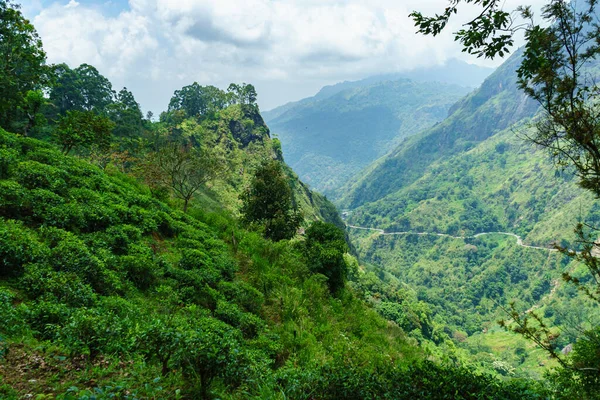 Высокие Горы Покрытые Густой Растительностью Шри Ланке — стоковое фото