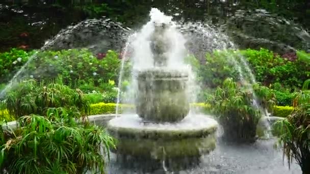 绿化植物中的花园喷泉 — 图库视频影像