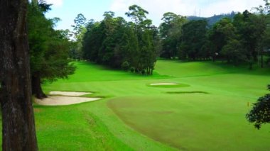 Kozalaklı ağaçlı golf sahası.