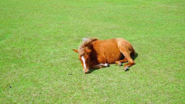 Cavalo Jaz Pasto Come Grama Verde Animal Preguiçoso — Vídeo de Stock