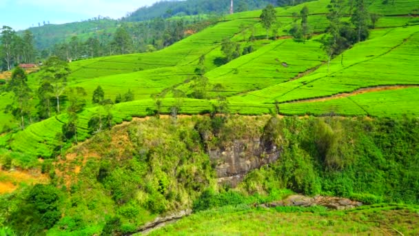ヌワラエリヤの茶畑のある丘の眺め — ストック動画