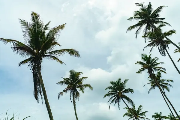 stock image View from the bottom of a palm tree forest in the cloudy sky.