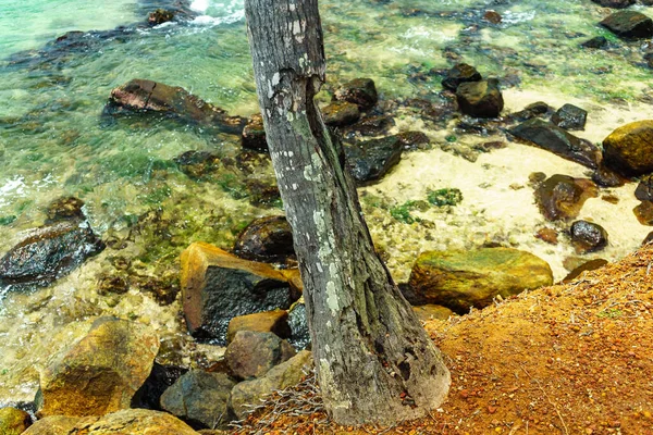 Tronco Palmeira Velha Danificada Por Casca — Fotografia de Stock
