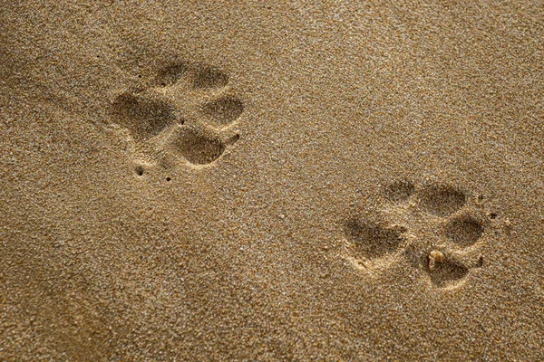 Detailní Záběr Psí Tlapky Písku Pláži Rota Cádiz Španělsko — Stock fotografie
