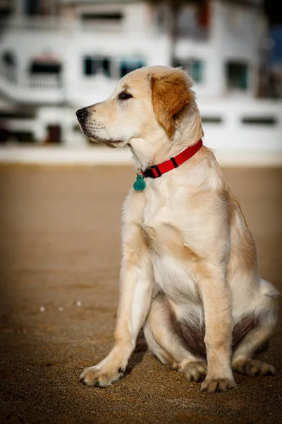Mooi Specimen Van Hond Van Het Ras Gouden Retriever — Stockfoto