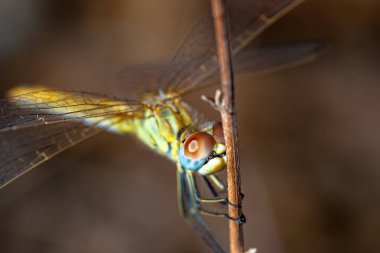 başarılı yaklaşım fotoğraf gibi görüntü bir yusufçuk (sympetrum sp).