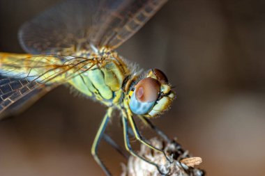 başarılı yaklaşım fotoğraf gibi görüntü bir yusufçuk (sympetrum sp).