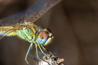 başarılı yaklaşım fotoğraf gibi görüntü bir yusufçuk (sympetrum sp).