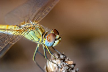 başarılı yaklaşım fotoğraf gibi görüntü bir yusufçuk (sympetrum sp).