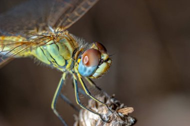 başarılı yaklaşım fotoğraf gibi görüntü bir yusufçuk (sympetrum sp).