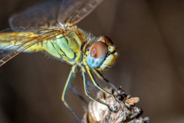 başarılı yaklaşım fotoğraf gibi görüntü bir yusufçuk (sympetrum sp).