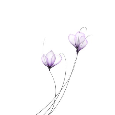 Güzel botanik fotoğrafı, doğal duvar kağıdı.