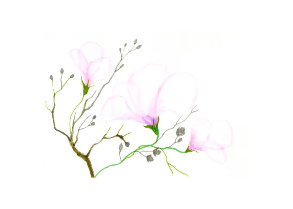 Illustrazione Acquerello Bel Fiore Rosa — Foto Stock