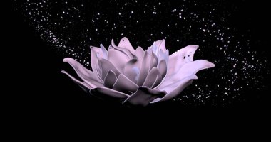 Siyah arka planda güzel nilüfer çiçeği