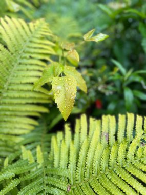 Bahar bahçesinde güzel yeşil yapraklar 