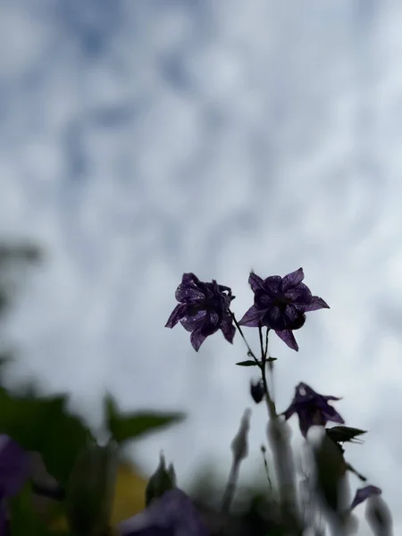Красиві Квіти Парку — стокове фото