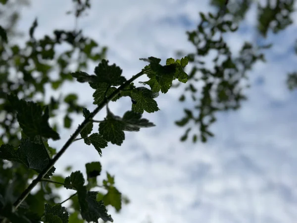 stock image greenery and sky beautiful background with foliage blur for advertising postcard design