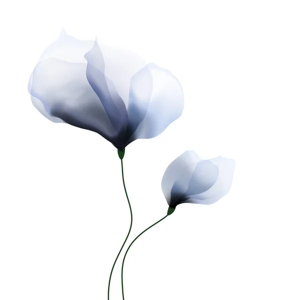 白色背景的蓝色罂粟 — 图库照片