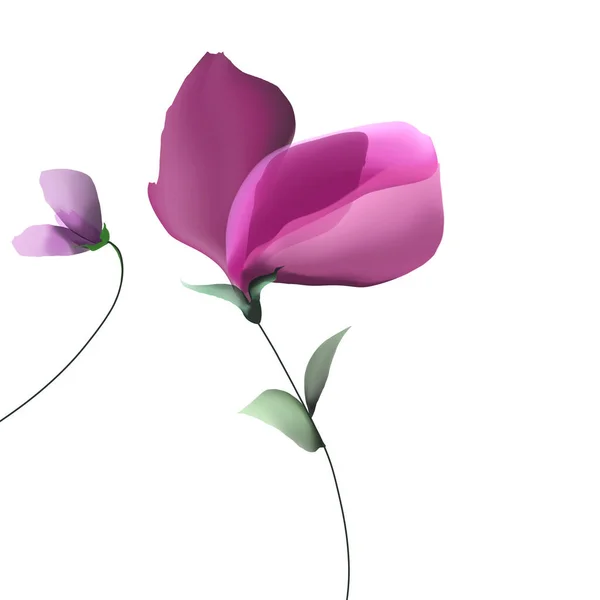 Ilustração Tulipa Rosa — Fotografia de Stock