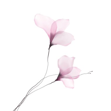 Enerji alanı illüstrasyonu. 3 boyutlu kadın sarmal x-ray sanatının içinde.