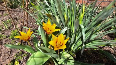 Bahar çiçekleri, sarı ilkbahar timsahlarındaki ilk çiçekler