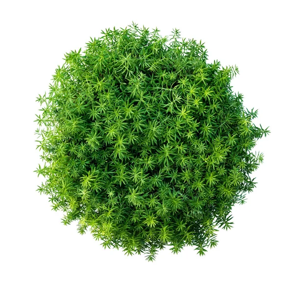 Grüne Pflanze Wächst Isoliert Auf Weißem Hintergrund Mit Schnittpfad — Stockfoto
