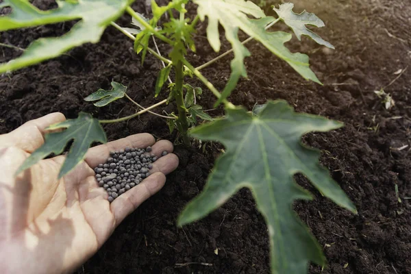 Jardineiro Aplicando Fertilizante Alimento Vegetal Para Solo Para Horta Indústria — Fotografia de Stock